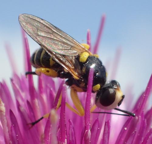 Dalmannia aculeata
